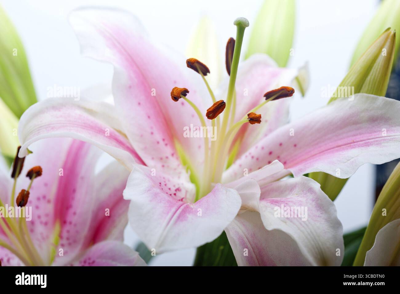 Rosa Lilie Blumenstrauß über weißem Copyspace Stockfoto