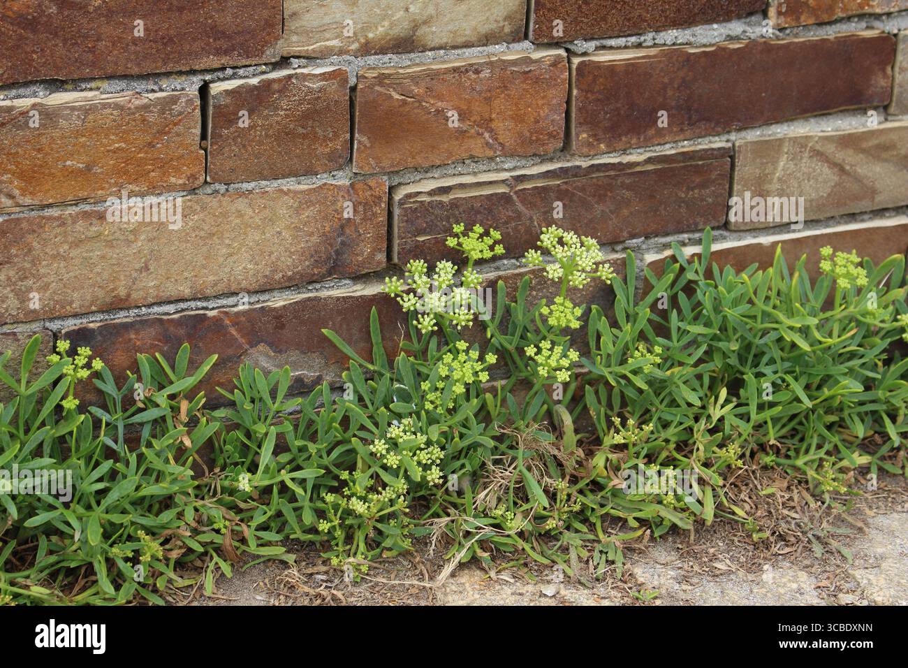 Meerfenchel (Crithmum maritimum) wächst an einer Steinmauer in der Nähe der Küste Spaniens mit seinen grünen Blättern und Blütenköpfen. Stockfoto
