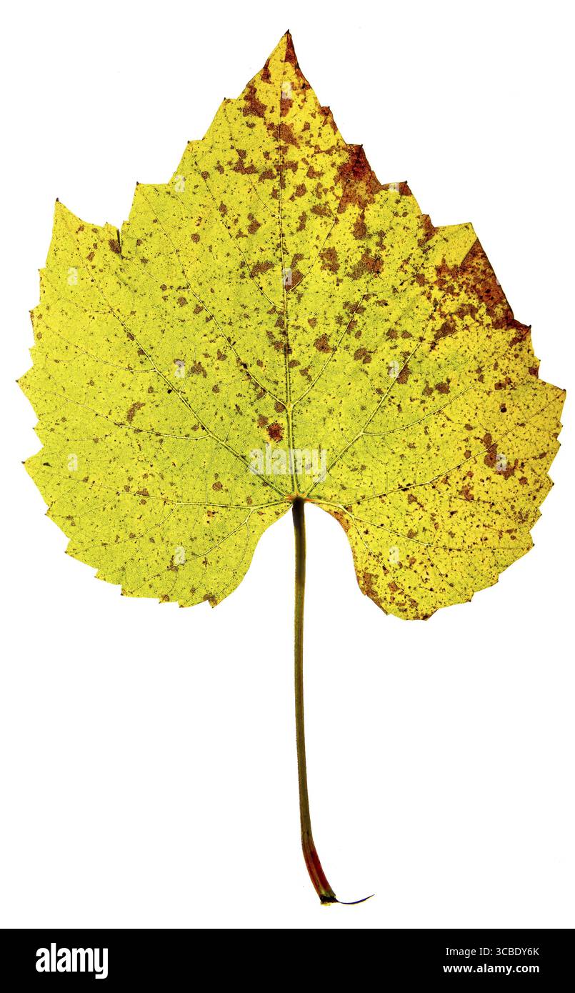 Tote Tieuilleblattveränderung vom jahreszeitlichen Wandel Stockfoto