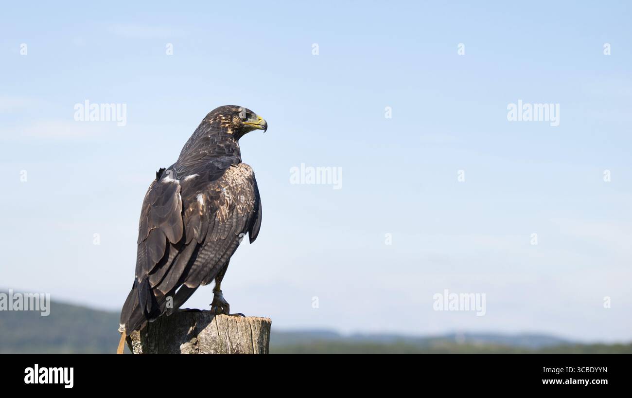 Schwarzer Falke, Wildtiere, Greifvogel auf einem Baumstamm, Lebensraum, Wald- und Wiesenlandschaft, Buteogallus anthracinus Adler Stockfoto
