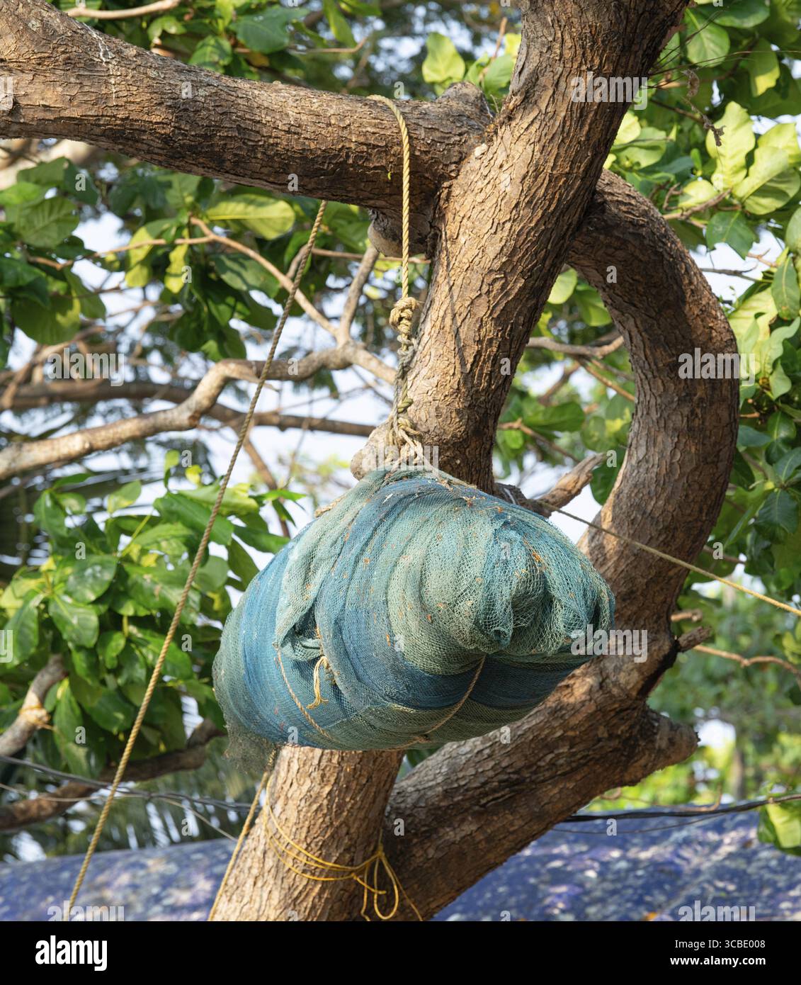 Ein Bündel von Fischernetzen, die an einem Baum hängen, Kochi, Indien, Fischereiindustrie an der arabischen Küste Stockfoto