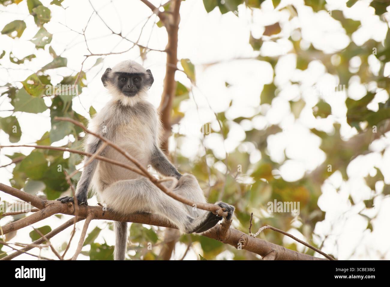 Graue Schlangenaffen der nördlichen Ebenen, Semnopithecus entellus-Affe auf einem Baum, Tierwelt Indiens, Dschungel und Regenwaldtiere Stockfoto