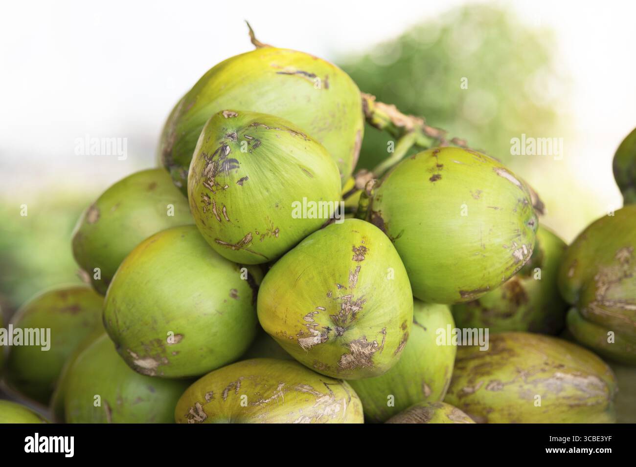 Frische Kokosnüsse an einem Marktstand in Indien, tropisches Obst und Milchgetränk, Strand von Goa, Nam Hom Kokos Stockfoto