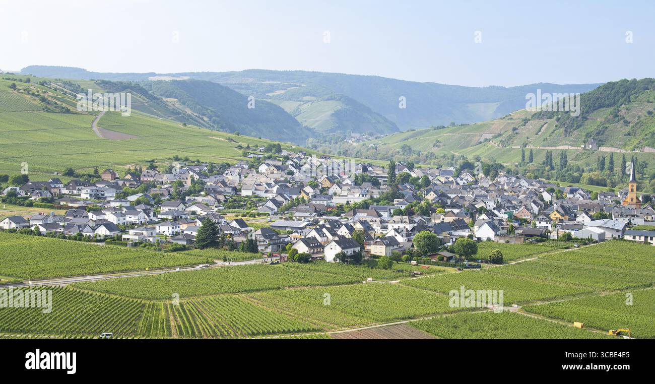 Trittenheim, Dorf im Moseltal, aus der Vogelperspektive, Rieslingweinanbau auf Rebe, Weinberglandschaft und Landwirtschaft in Deutschland Stockfoto