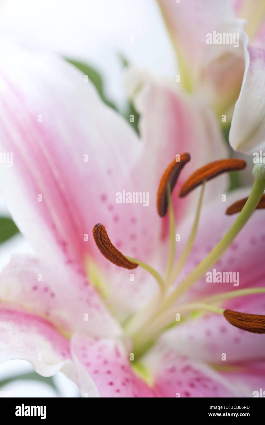 Rosa Lilie Blumenstrauß über weißem Copyspace Stockfoto