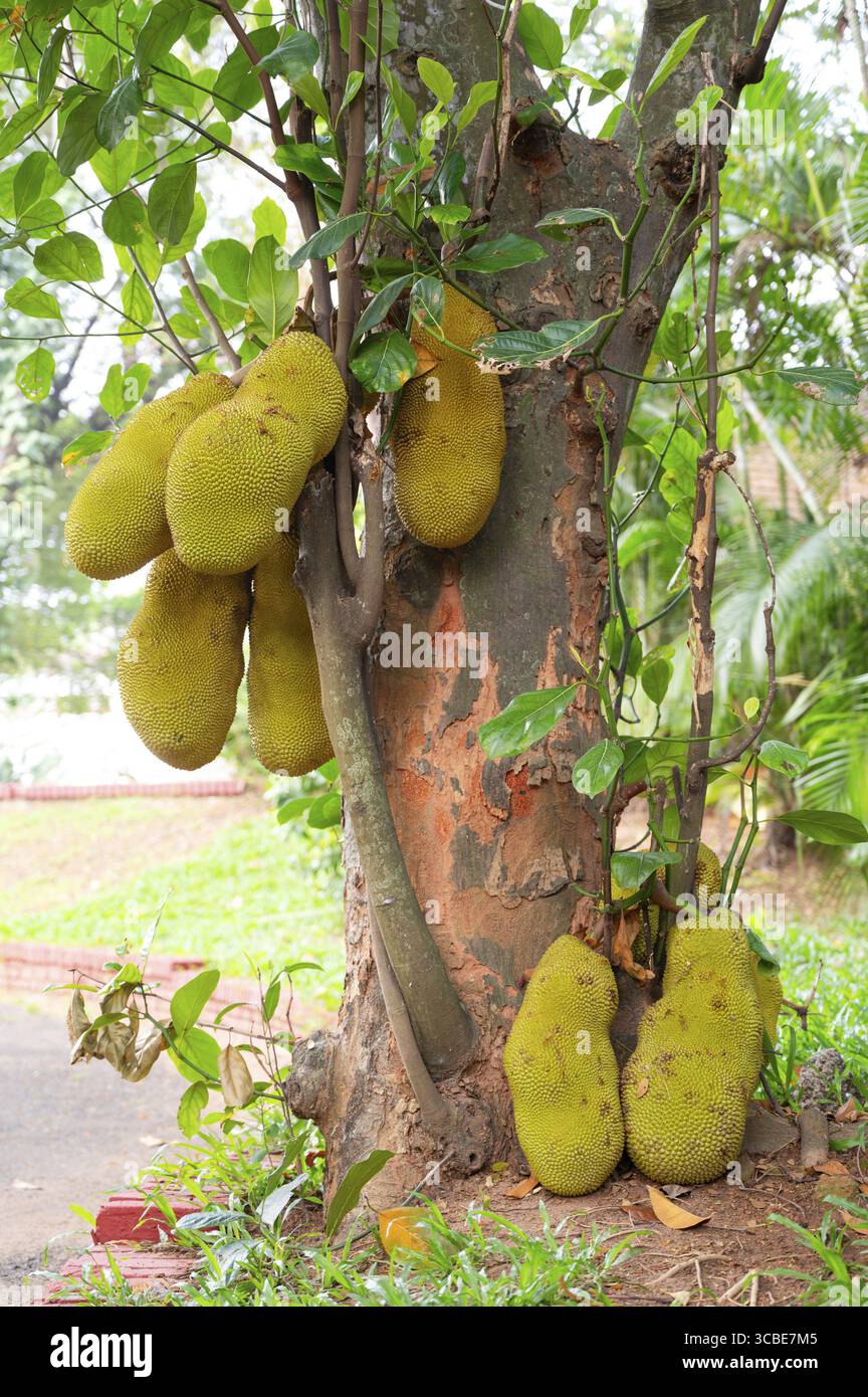 Grüne Jackfrüchte oder Nangka, die auf einem Baum wachsen, tropische Früchte in Indien, Nahrungsmittelplantage und Ernte Stockfoto