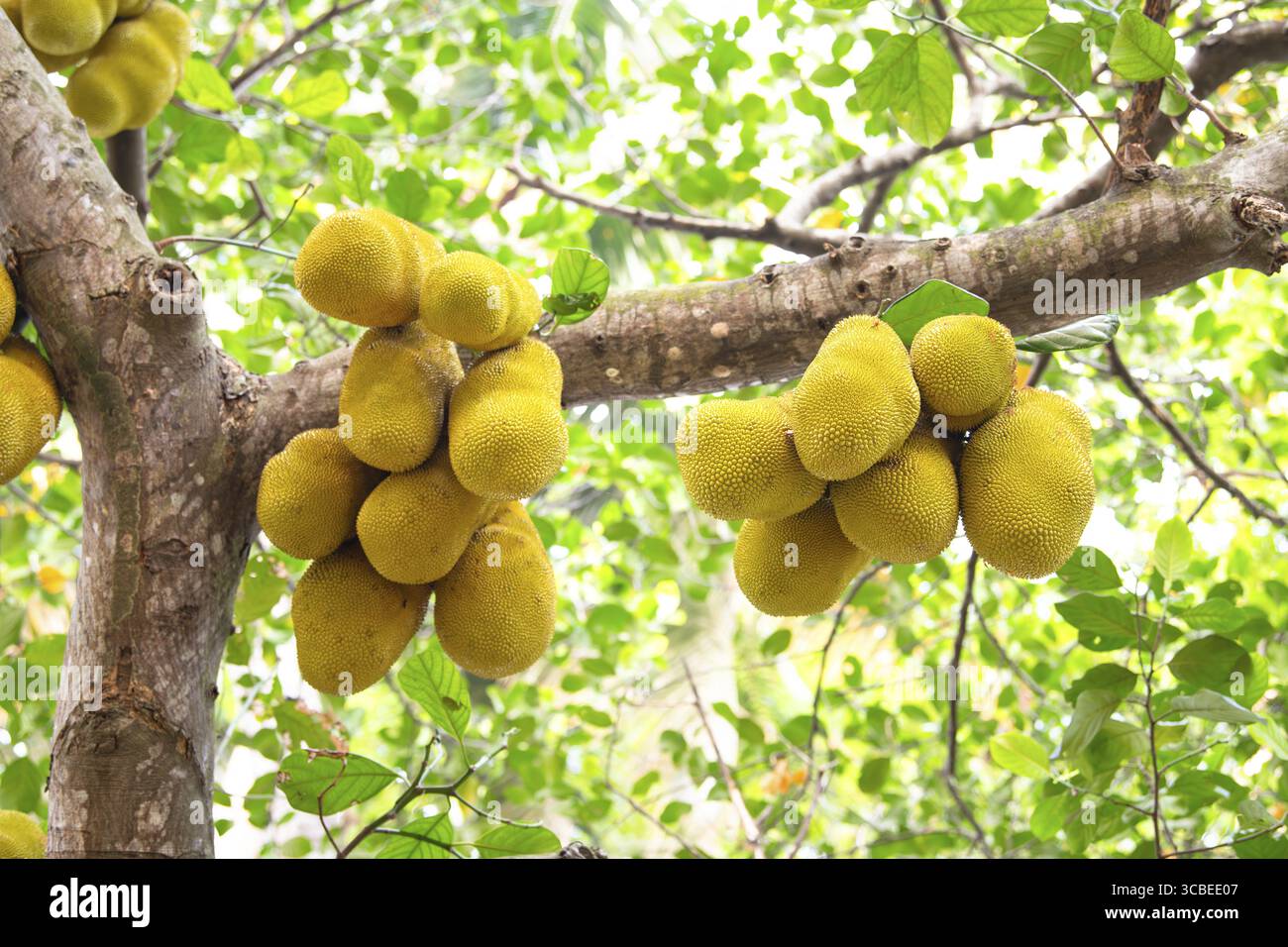 Grüne reife Jackfrüchte oder Nangka, die auf einem Baum wachsen, tropische Früchte in Indien, Nahrungsmittelplantage und Ernte Stockfoto