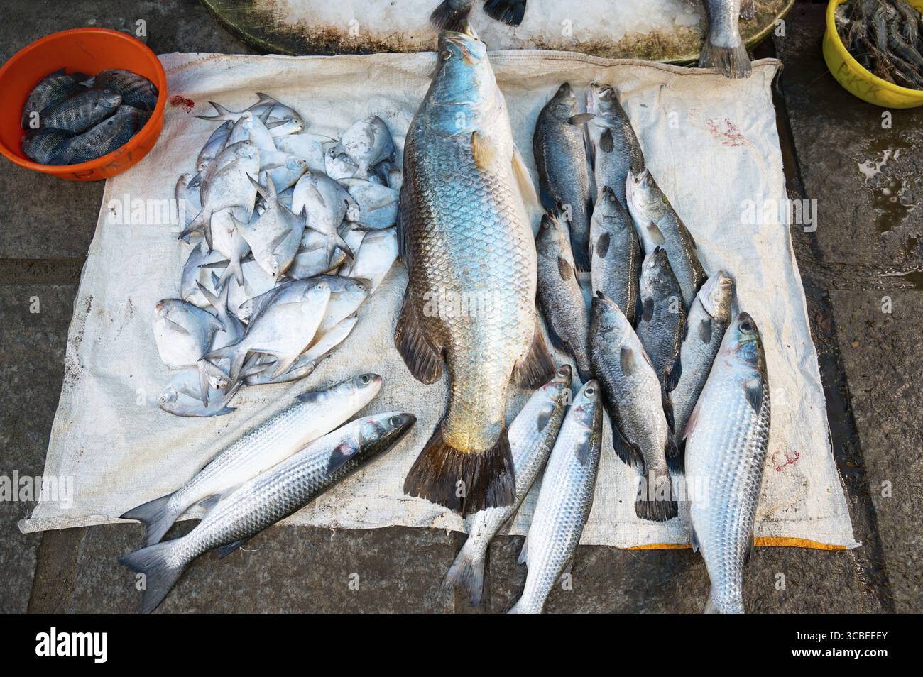 Fischvielfalt auf dem Markt in Kochi Indien, Verkaufsstand mit frisch gefangenen Meeresfrüchten, Fischindustrie am Arabischen Meer Stockfoto