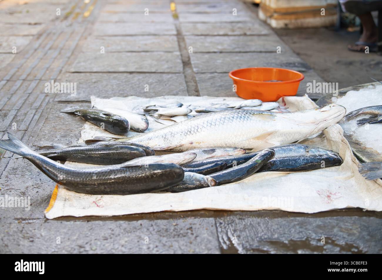Fischvielfalt auf dem Markt in Kochi Indien, Verkaufsstand mit frisch gefangenen Meeresfrüchten, Fischindustrie am Arabischen Meer Stockfoto