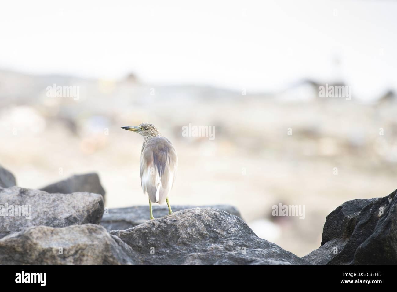 Indischer Teichreiher oder Paddelvogel, der auf einem Felsen sitzt, Wildlfe in Kochi Südindien, asiatische Ardeola gryii Stockfoto