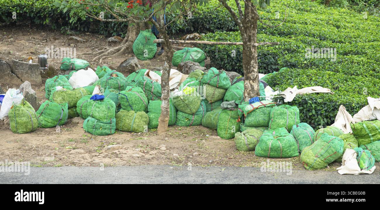 Teeblatternte auf Plantagen in Munnar, Südindien, Säcke gefüllt mit Blättern, die neben dem Feld stehen, Pflanzen und Landwirtschaft in Kerala Stockfoto