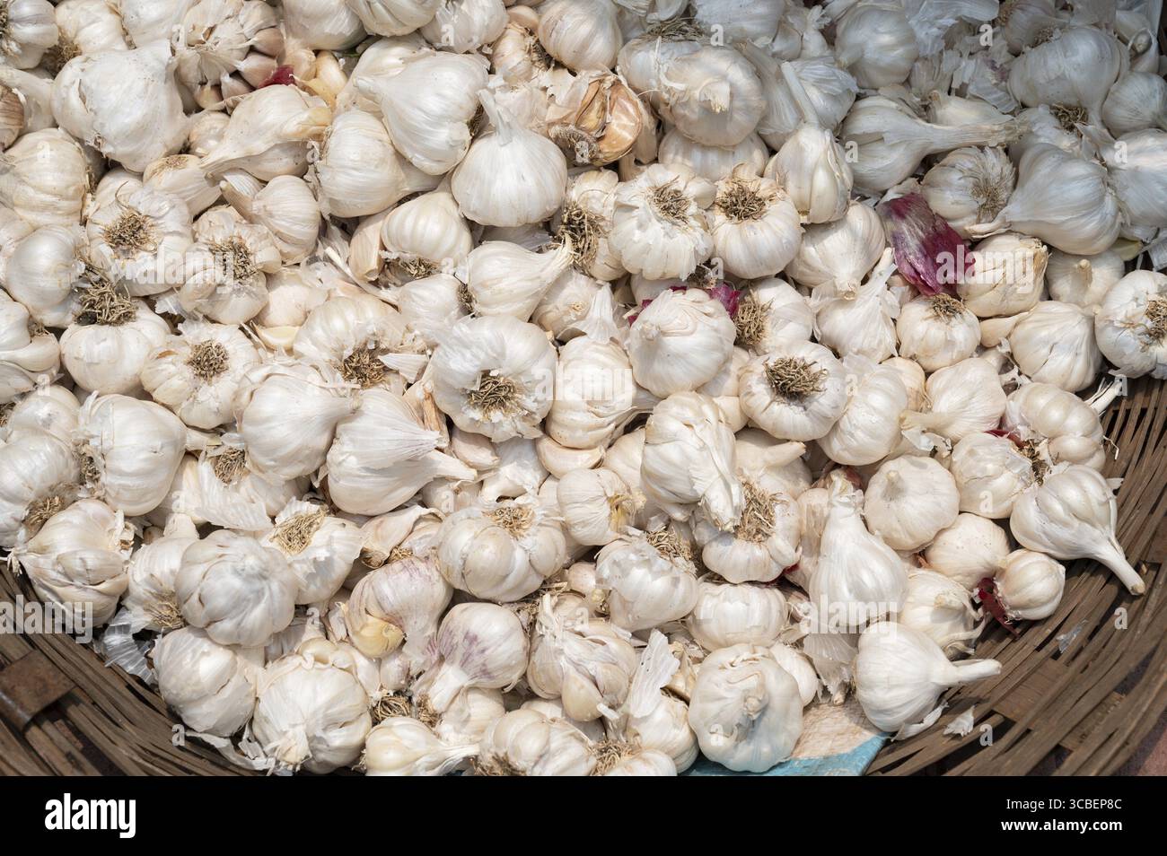 Frischer Knoblauchzwiebelhaufen, Gewürzmarktstand in Indien, scharfe Bio-Rohkost zum Verkauf Stockfoto