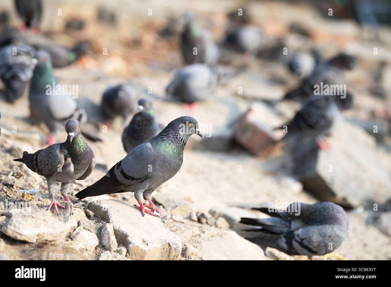 Steintaube, die auf einem Stein sitzt, Wildvogel in der Natur, Steintaube oder Columba Livia, ein weit verbreitetes Tier in Indien Stockfoto