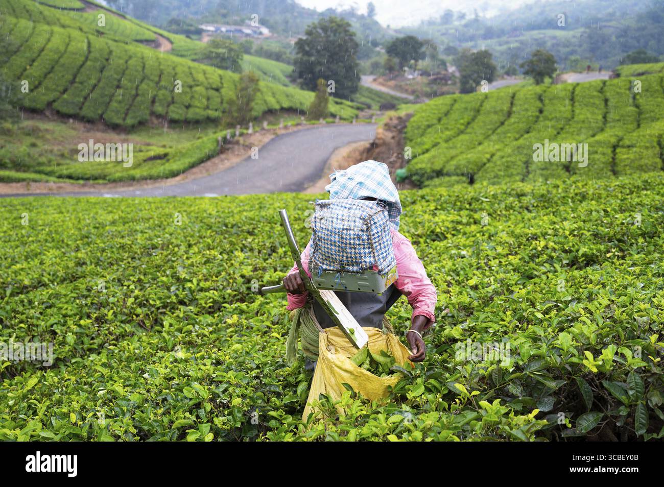 Indische Frau mit traditioneller Kleidung, die Teeblätter auf Plantagen in Munnar, Südindien erntet, Feld mit Pflanzen in Kerala, Landwirtschaft Stockfoto