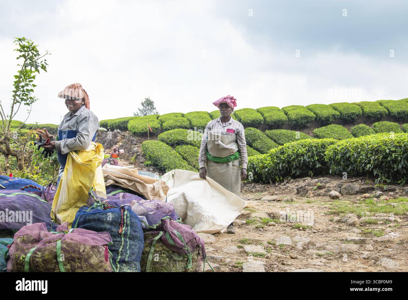 Teepflöcher oder Pflücker, die Blätter auf Plantagen in Munnar, Indien ernten, Säcke mit Pflanzen in Kerala, Landarbeiter, Landwirtschaft, 22.03.2025 Stockfoto