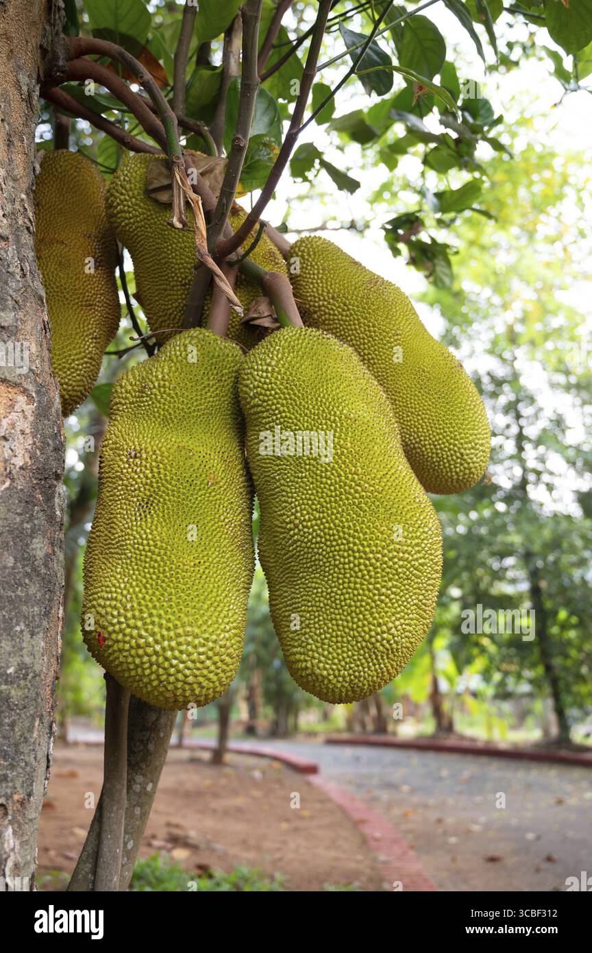 Grüne Jackfrüchte oder Nangka, die auf einem Baum wachsen, tropische Früchte in Indien, Nahrungsmittelplantage und Ernte Stockfoto