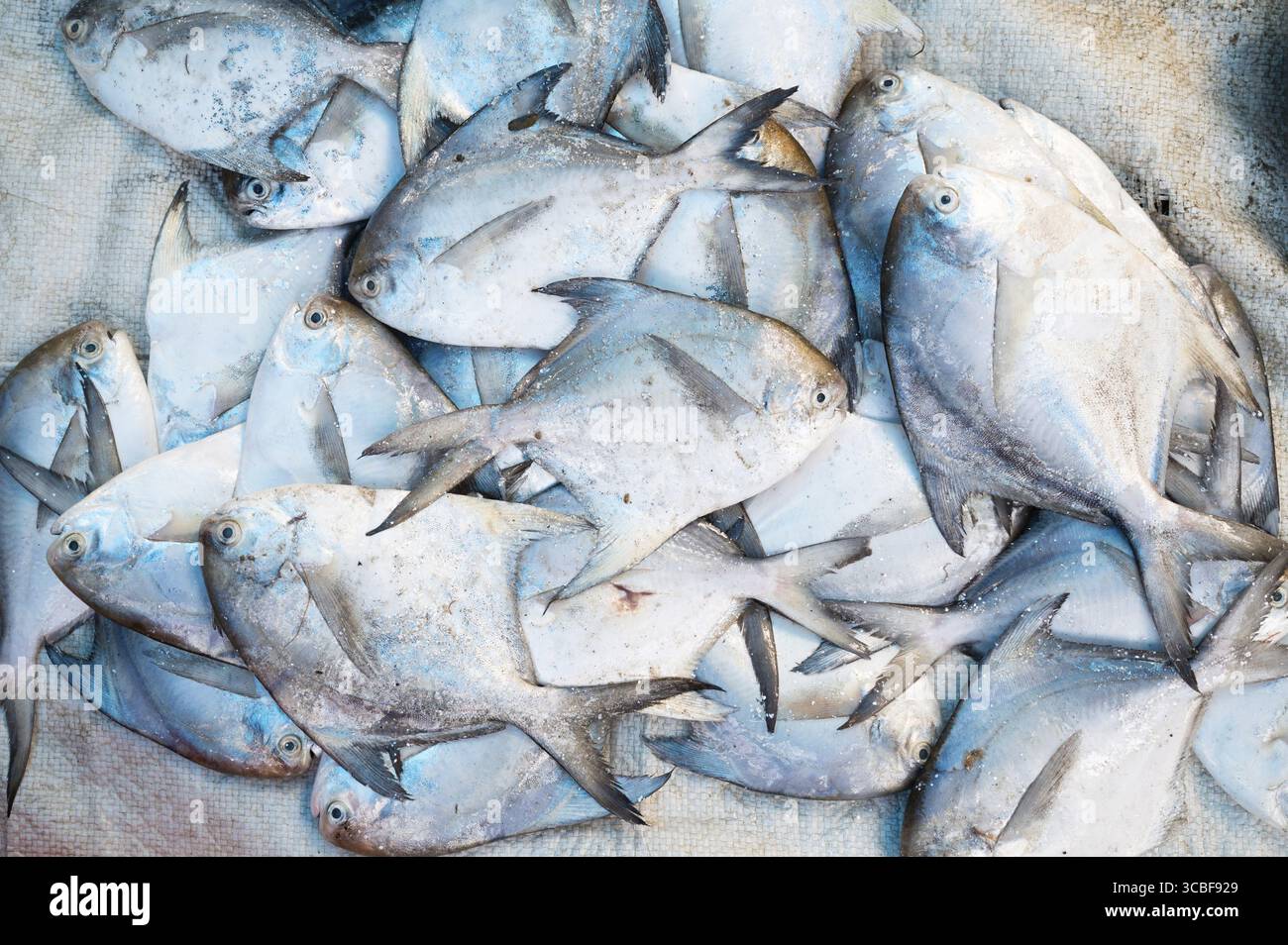 Pomfret Fisch, Marktstand mit frisch gefangenen Meeresfrüchten in Kochi, Indien, Fischindustrie am Arabischen Meer, Blauer Butterfisch, pampus, Trachinotus Block Stockfoto