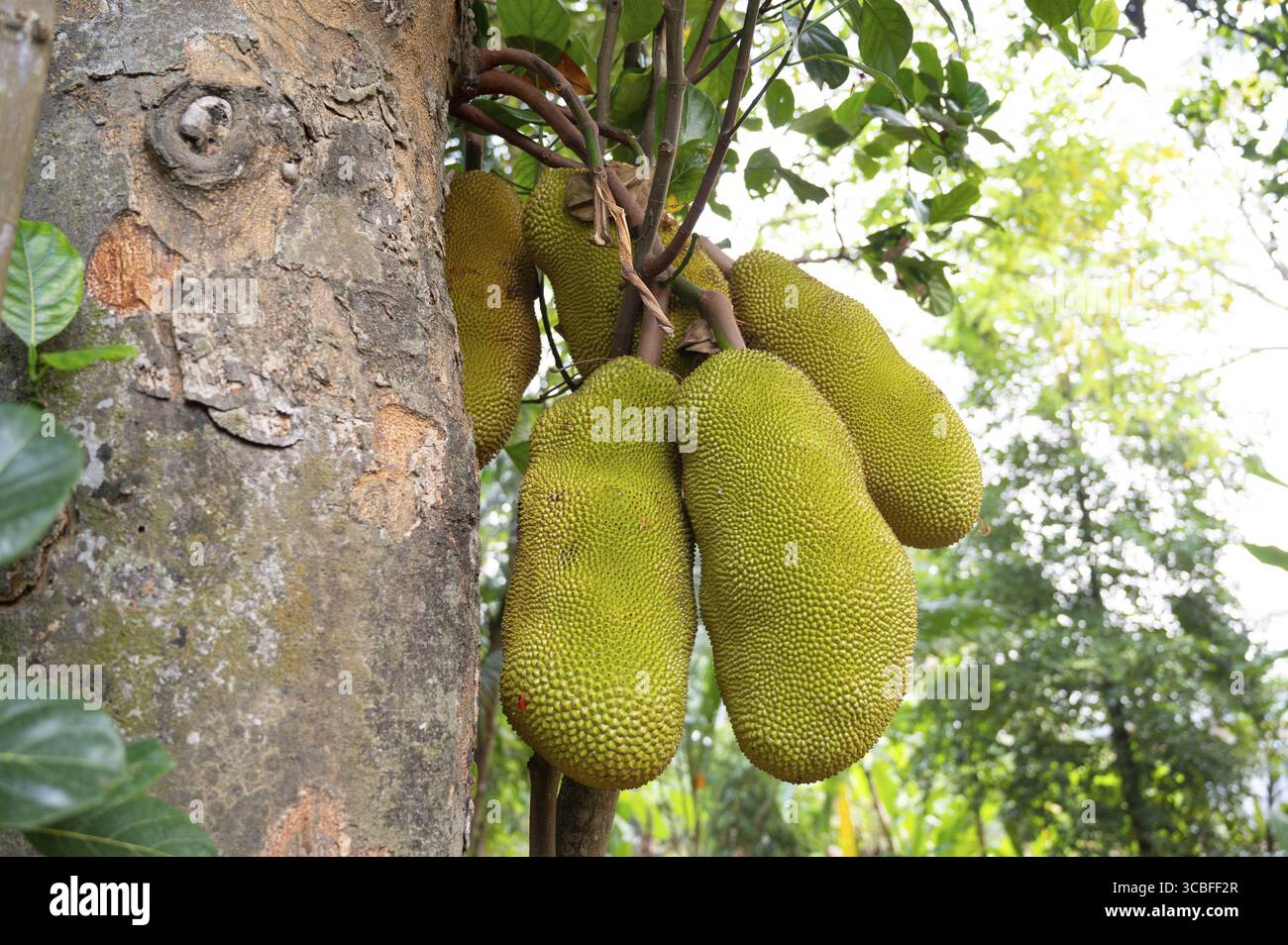Grüne Jackfrüchte oder Nangka, die auf einem Baum wachsen, tropische Früchte in Indien, Nahrungsmittelplantage und Ernte Stockfoto