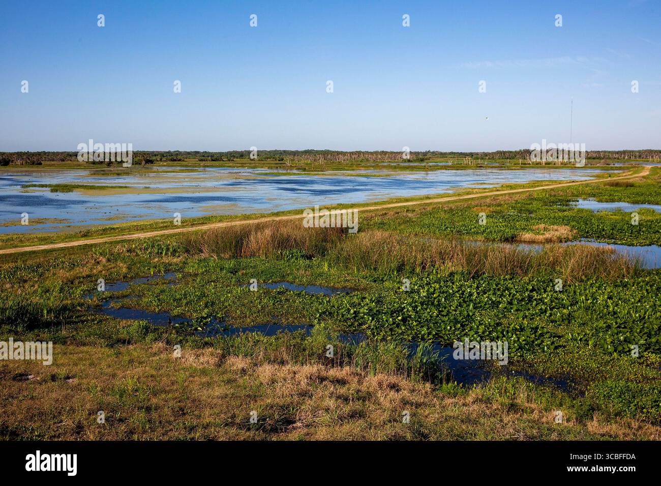 16. November 2022: Der 1.650 Hektar große Orlando Wetlands Park ist ein von Menschenhand geschaffenes Feuchtgebiet, in dem das aufbereitete Wasser aus Orlando, Florida und den umliegenden Städten aufbereitet wird. (Foto: © Patrick Connolly/Orlando Sentinel via ZUMA Press Wire) Stockfoto