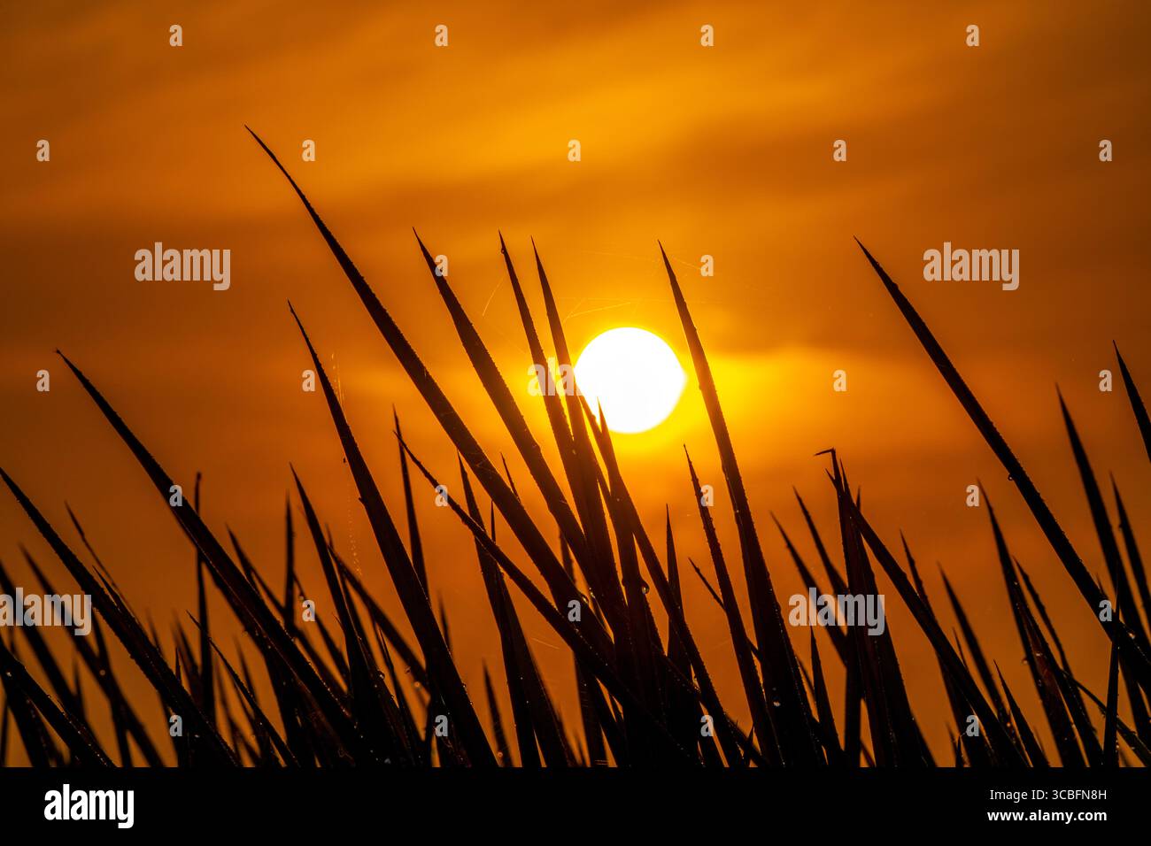 Goldener Sonnenaufgang, der Licht über taufreiches Wiesengras wirft, schafft eine ruhige und lebendige Morgenszene auf dem Land. Saftiges grünes Gras mit Tautropfen in t Stockfoto