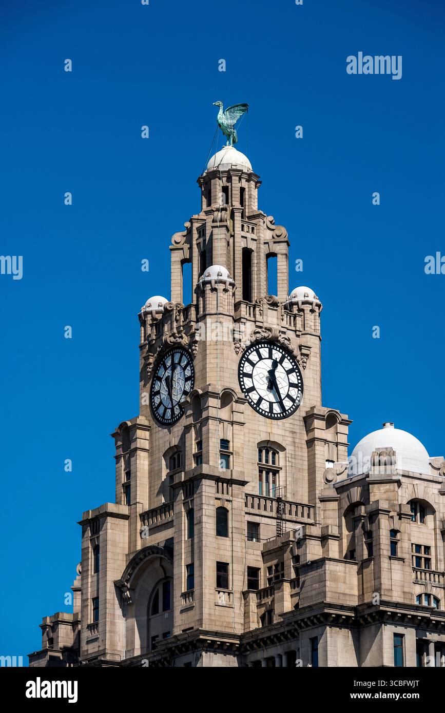 Nahaufnahme des Liver Bird und des Uhrenturms des Royal Liver Building am Pier Head von Liverpool, Merseyside, England, Großbritannien. Stockfoto