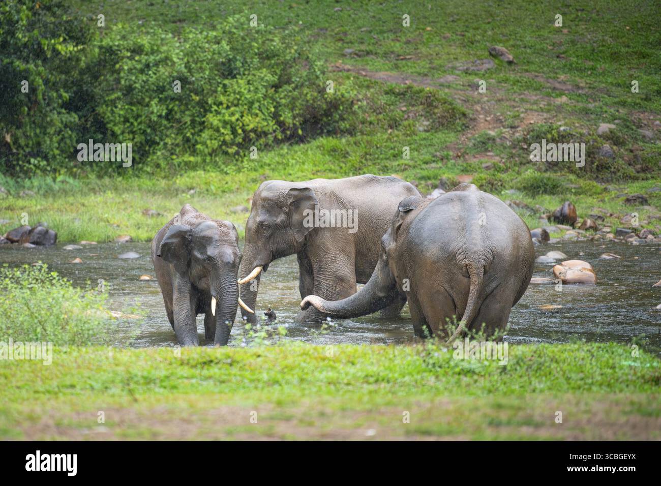 Indische Elefanten, wilde Herde, die ein Bad an einem See in Anakulam nahe Munnar nimmt, Wildtiere Indiens, Elefantenfamilie an einem regnerischen Tag Stockfoto