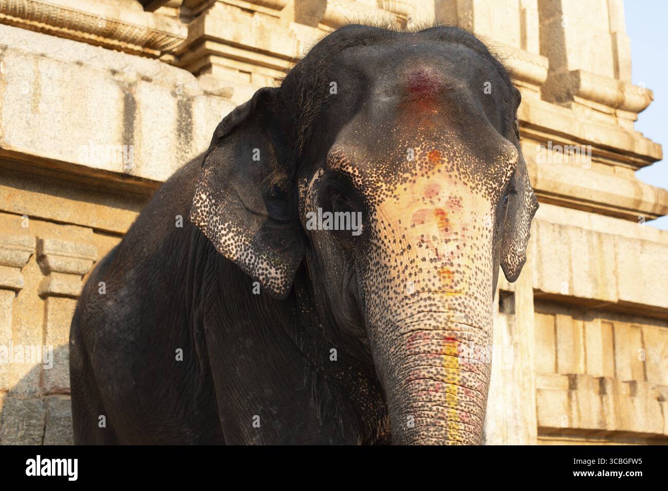 Indischer Elefant vor einem Tempel in Hampi, Indien, gemalt mit holi Festival Farben Stockfoto