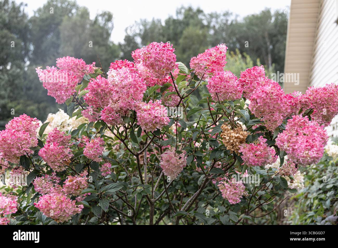 Hortensia paniculata Vanille Fraise auf einem Stamm Stockfoto