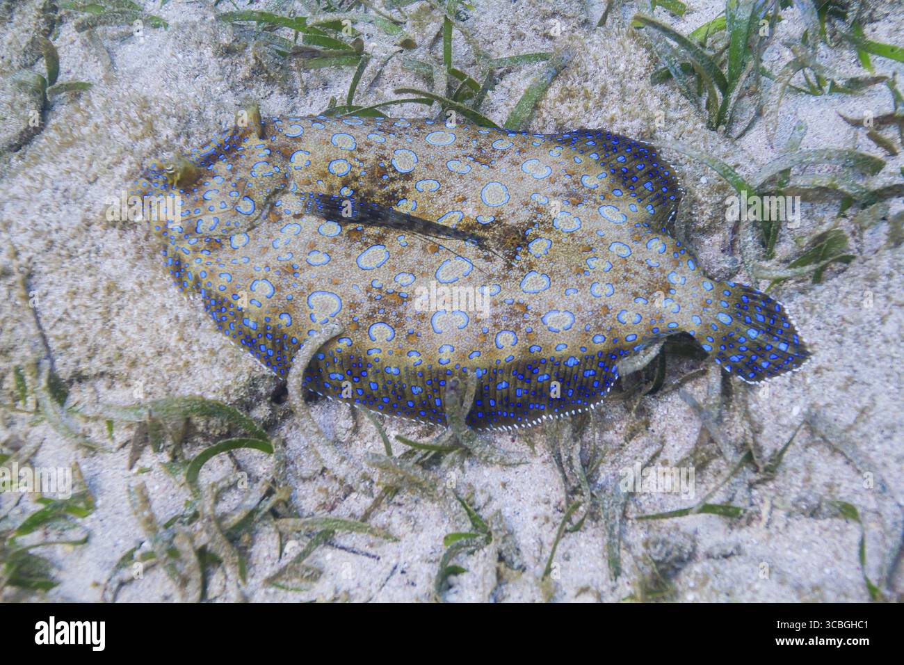 Bothus lunatus auf dem Grund eines Sandriffs mit Grasalgen Stockfoto