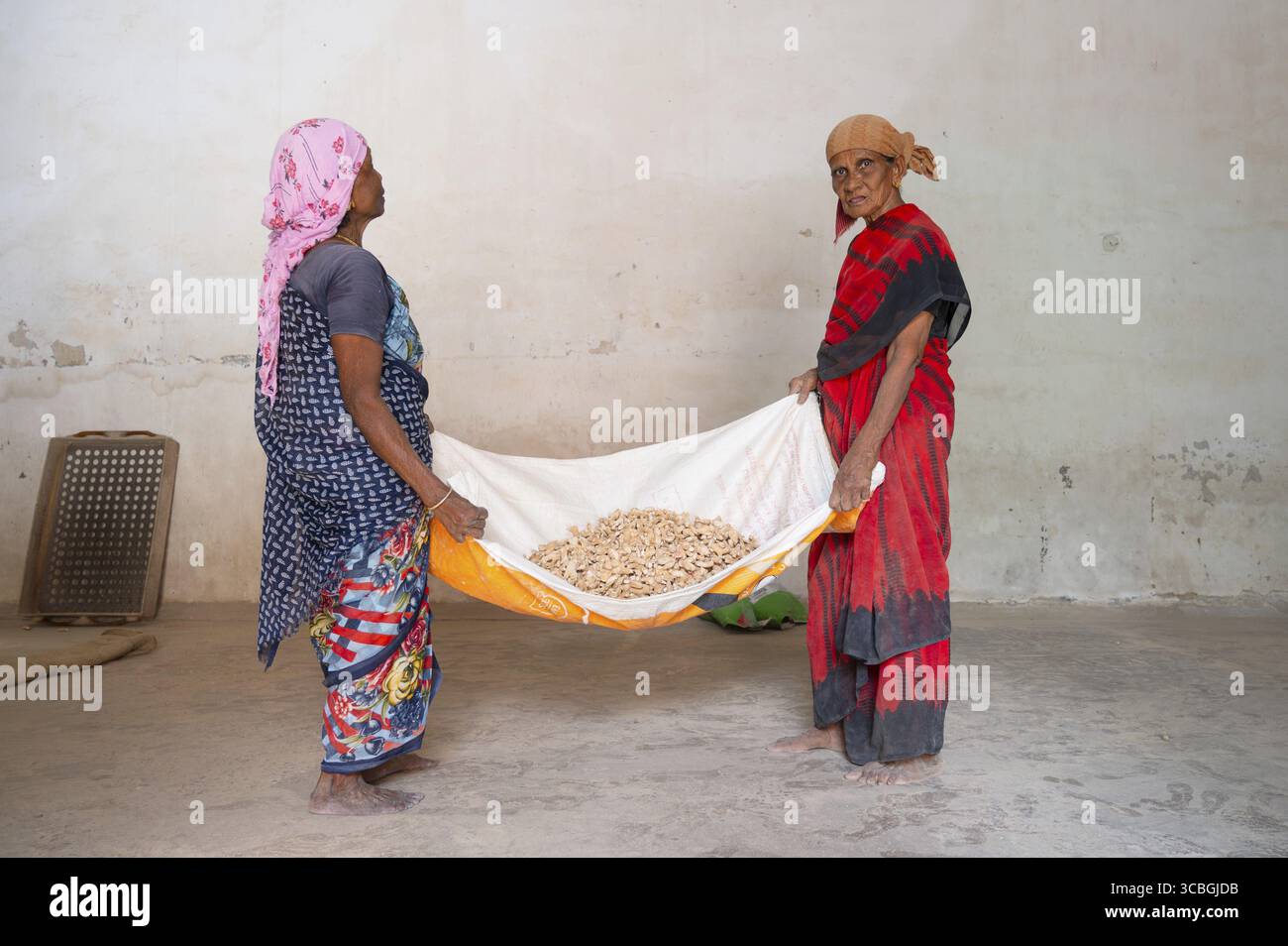 Ingwerwurzelhaufen, Gewürzfabrik in Indien, Gewürzzutat zum Verkauf, Lager der Lieferkette, Kochi, Kerala, Frauen bei der Arbeit, 15.03.2025 Stockfoto
