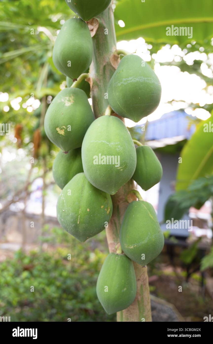 Papaya wächst auf einem Baum in Indien, tropische Papaw Frucht, landwirtschaftliche Plantage in Kerala Stockfoto