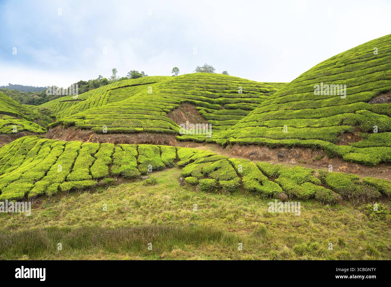 Teeplantage in Munnar, Südindien, Landschaft mit Feldern in Kerala, Blick auf die sanften Gartenhügel, Landwirtschaft Stockfoto