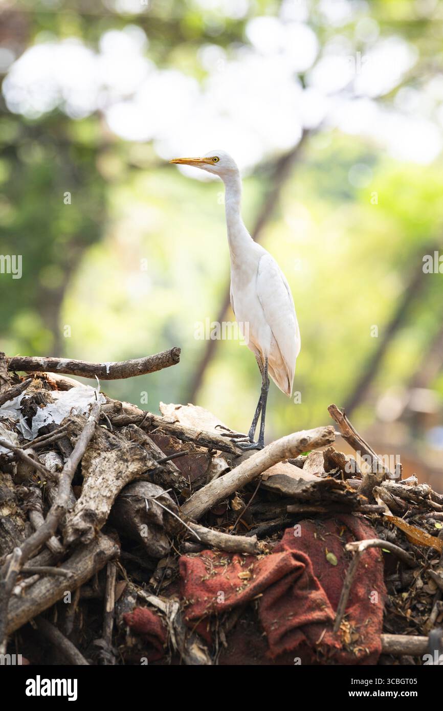 Rinderreiher steht auf einem Haufen Holz und Müll in einer Stadt, Tierwelt in der städtischen Umgebung, Indien, Vogel in verschmutzter Natur Stockfoto