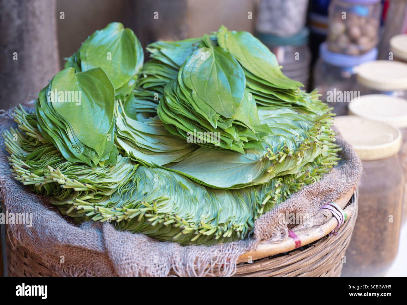 Betelblätter häufen sich auf einem Markt in Indien, Piper Betle zum Kauen von Areca-Nuss, asiatischem Kraut Stockfoto
