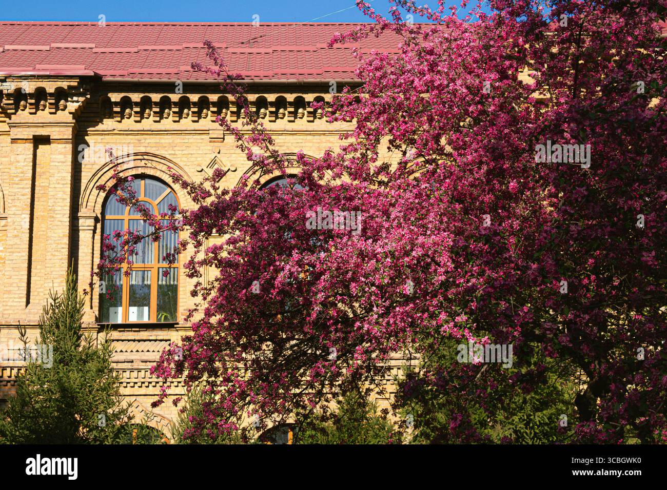 Malus „Kardinal“ Zierapfel, Rote Blumen, Blütezeit April-Mai Stockfoto