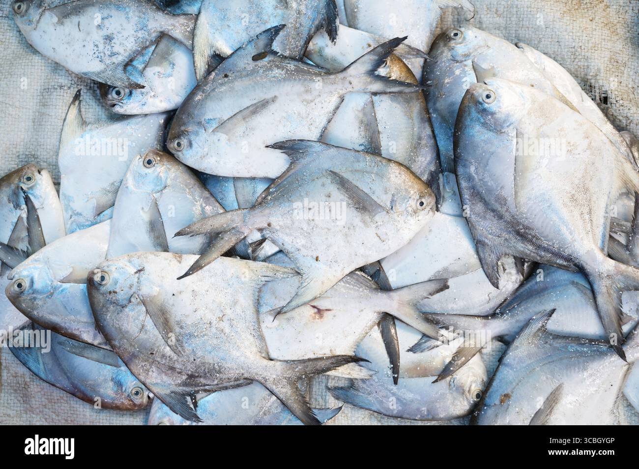 Pomfret Fisch, Marktstand mit frisch gefangenen Meeresfrüchten in Kochi, Indien, Fischindustrie am Arabischen Meer, Blauer Butterfisch, pampus, Trachinotus Block Stockfoto