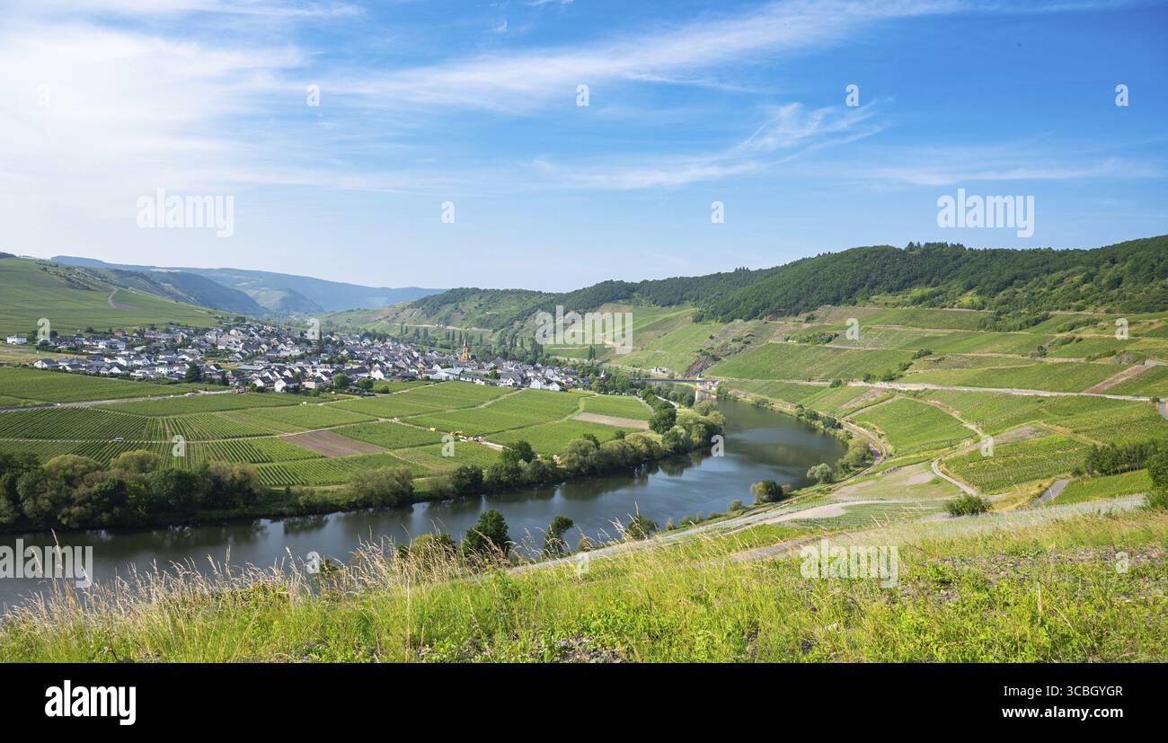 Trittenheim, Moseltal mit Flussschleife, Blick aus der Vogelperspektive, Rieslingweinanbau auf Rebe, Weinberglandschaft und Landwirtschaft in Deutschland Stockfoto