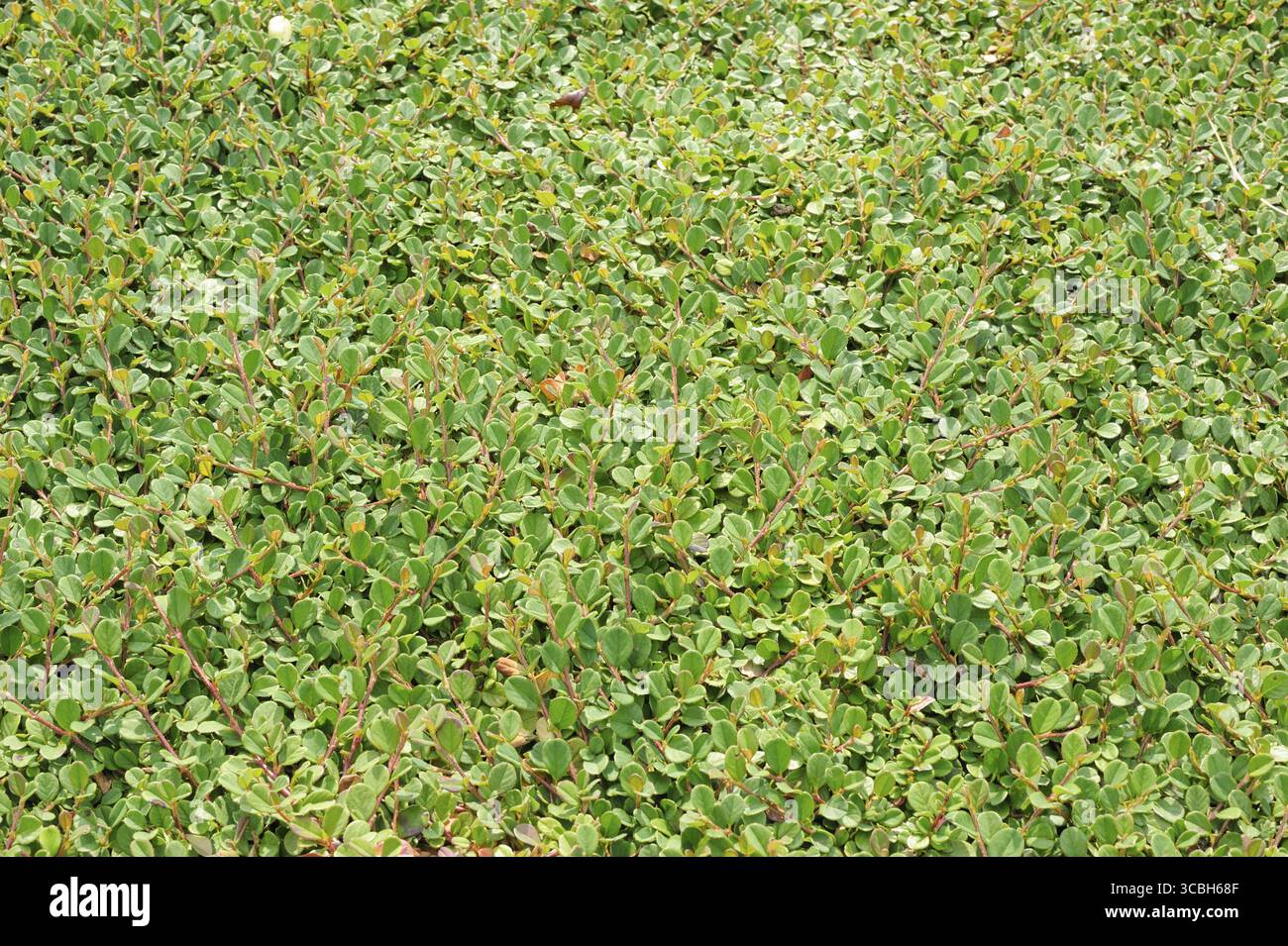 Zwergmispel Dammeri, schnell wachsenden immergrüner niedriger Strauch mit kriechenden Ästen Stockfoto