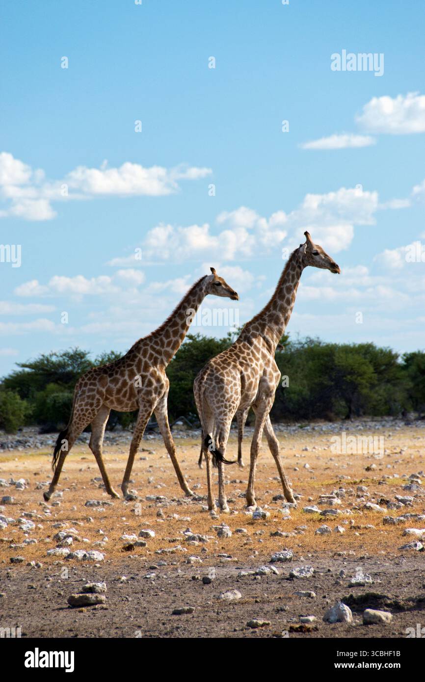 Zwei Giraffen spazieren durch die Wüstenlandschaft des Etosha-Nationalparks, Namibia. Stockfoto