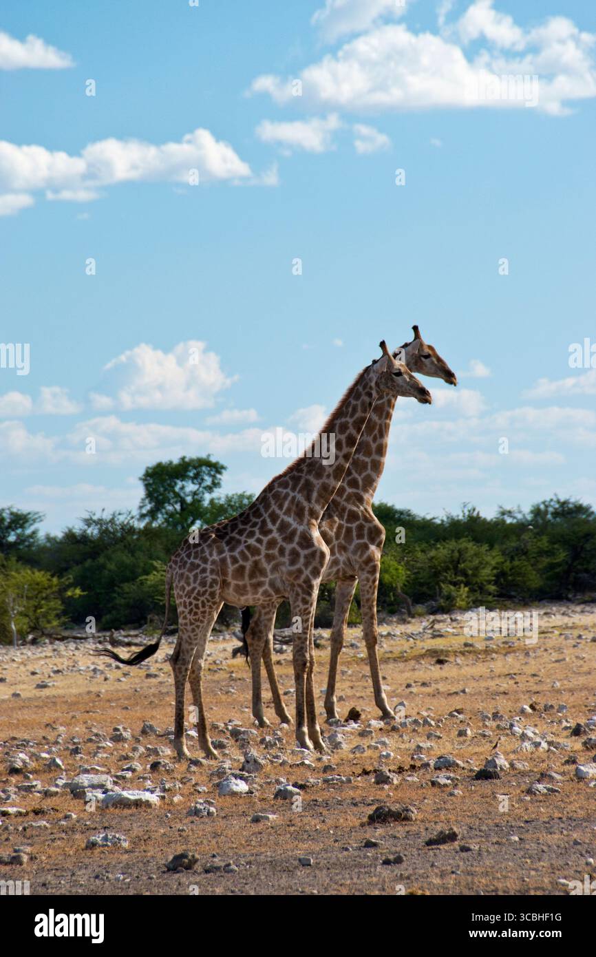 Zwei Giraffen stehen in der Wüstenlandschaft des Etosha National Park, Namibia. Stockfoto