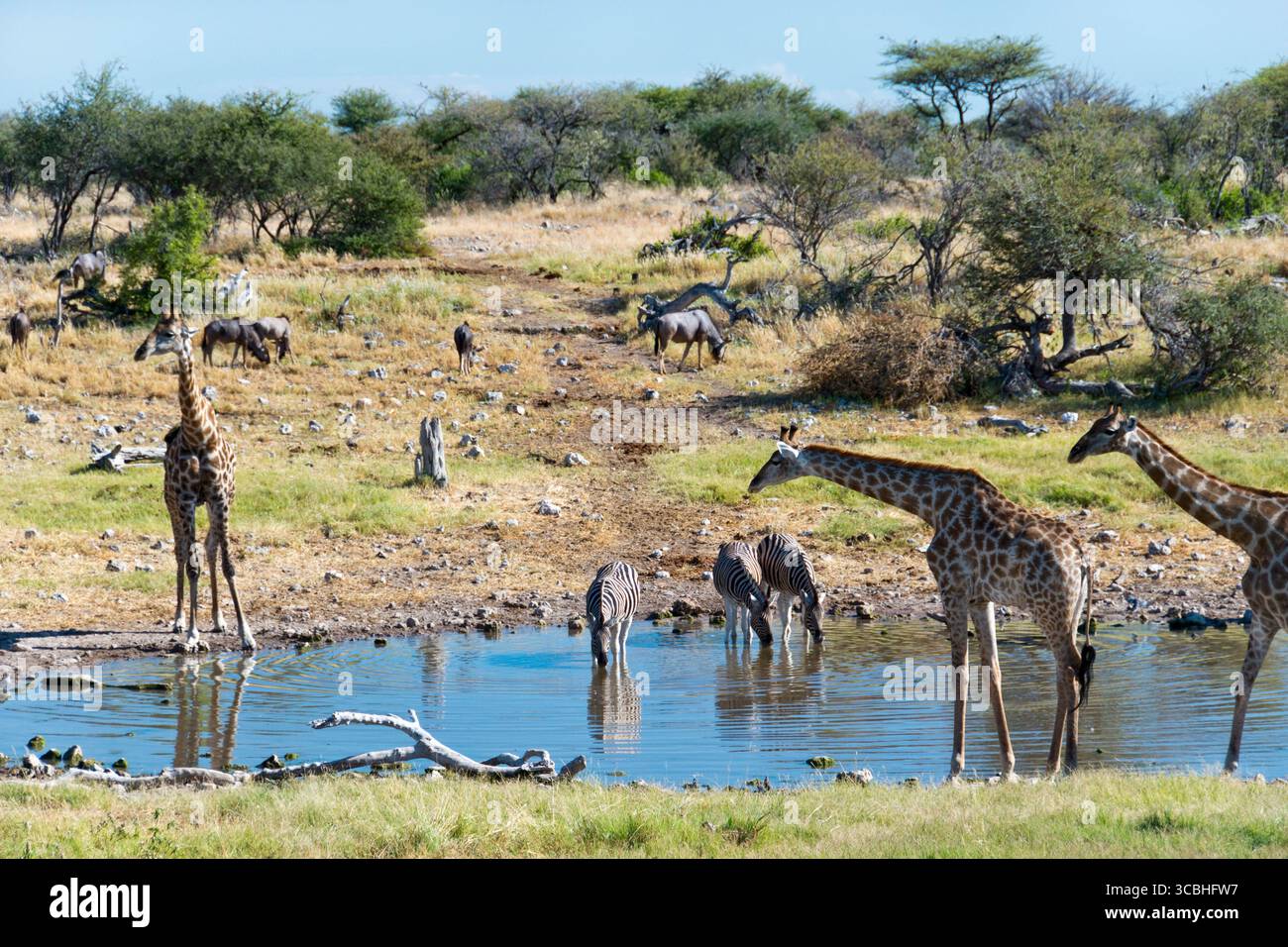 Giraffen und Zebras trinken an einem Wasserloch im Etosha Nationalpark, Namibia. Stockfoto
