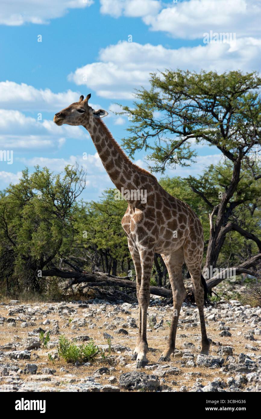 Eine einsame Giraffe auf der Wüstenlandschaft des Etosha National Park, Namibia. Stockfoto