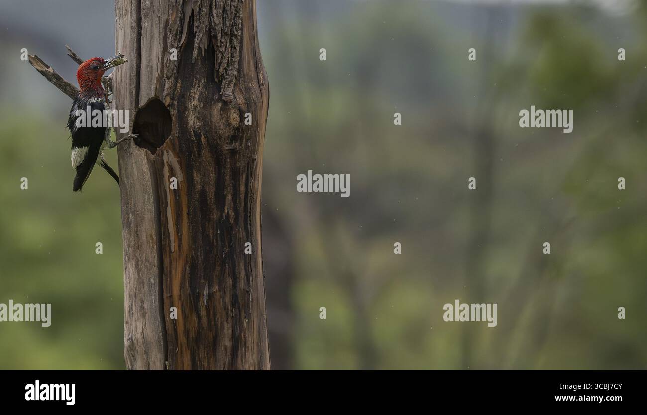 Rotspecht füttert seine Babys nach einem Gewitter Stockfoto