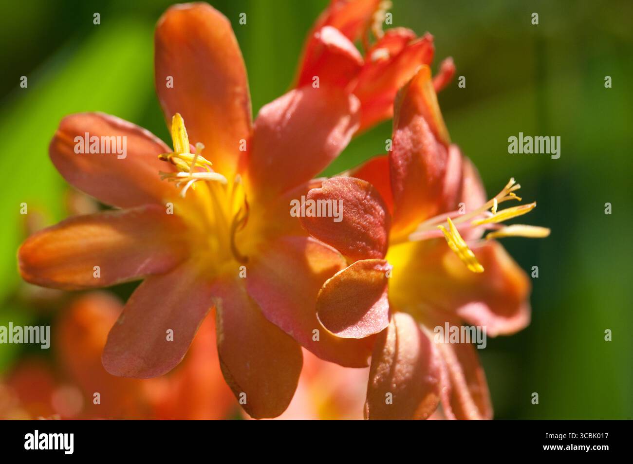 Leuchtend orange Blüten öffnen sich unter warmem Sonnenlicht und zeigen zarte Blütenblätter und komplexe Strukturen in einer ruhigen Gartenumgebung. Stockfoto