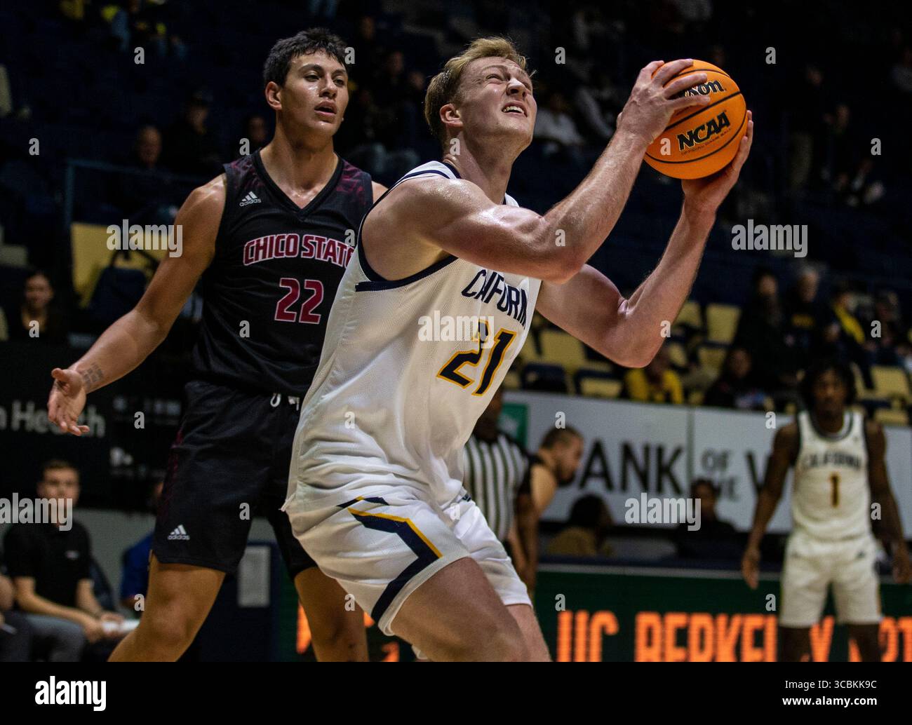 2. November 2022 Berkeley, CA USA, Kalifornien Stürmer Lars Thiemann (21) während des NCAA Men's Basketball Spiels zwischen Chico State Wildcats und den California Golden Bears. Kalifornien besiegt Chico State 62-55 im Hass Pavilion Berkeley Kalifornien Thurman James/CSM (Foto: © Thurman James/CSM via ZUMA Press Wire) Stockfoto