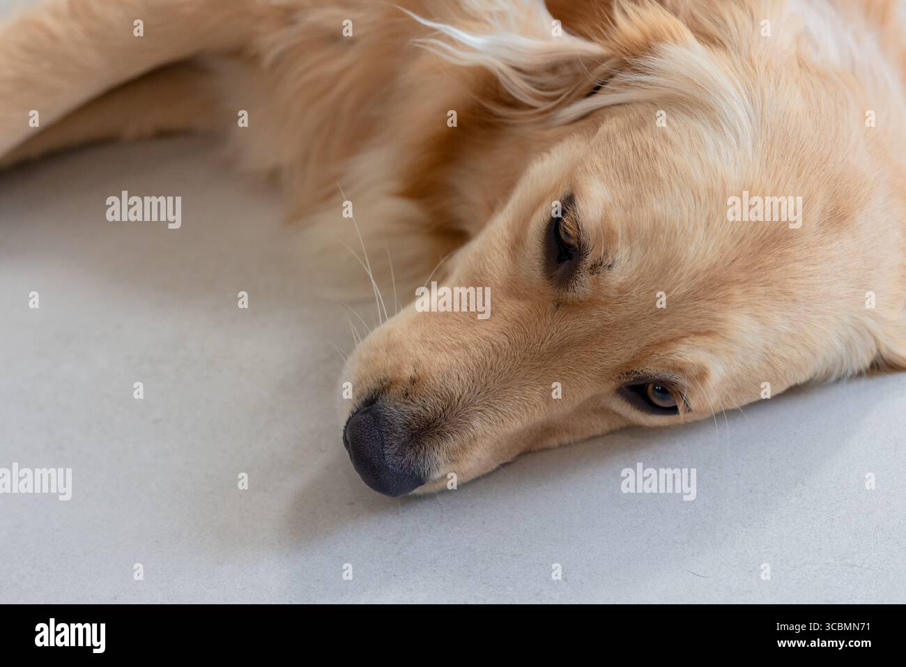 Goldener Retriever, der Kopf und Oberkörper auf glattem, hellgrauem Boden aufliegt und einen ruhigen Ausdruck zeigt. Ruhig, sanft, pelzig, Haustier, Entspannung, Ruhe, Co Stockfoto