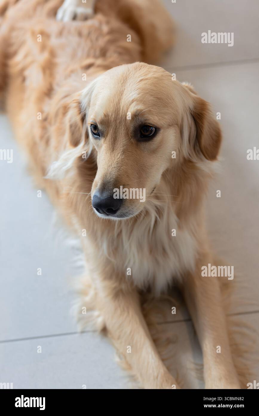 Golden Retriever liegt auf glattem Fliesenboden im Wohnraum, mit gut gepflegtem Wellenmantel. Haustier, Hund, gemütlich, ruhig, häuslich, Outdoor, freundlich Stockfoto