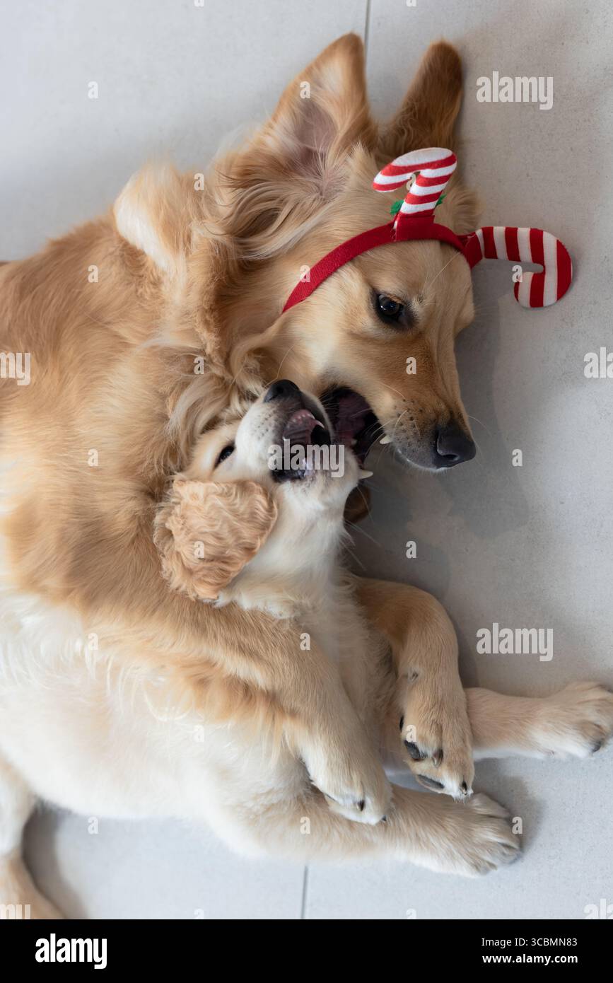Golden Retriever mit rot gestreiftem Geweih auf Fliesenboden im Zimmer mit cremefarbenen Hündchen. Verspieltheit, Gesellschaft, Tierbindung, festlich, Stockfoto