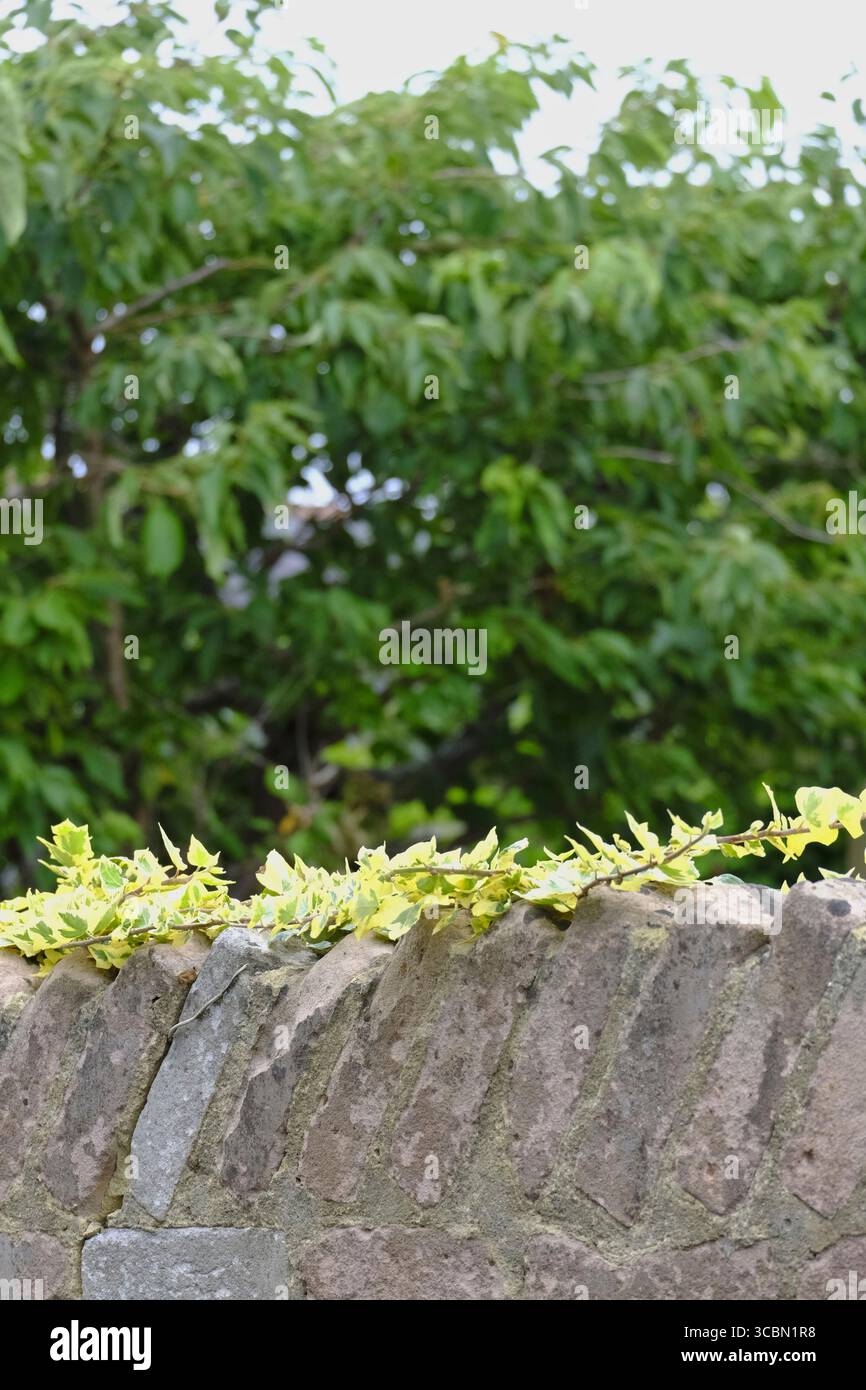 Grüner Efeu, der an der Spitze einer alten verwitterten Steinmauer wächst, mit Sonnenlicht, das durch Bäume im Hintergrund filtert. Stockfoto