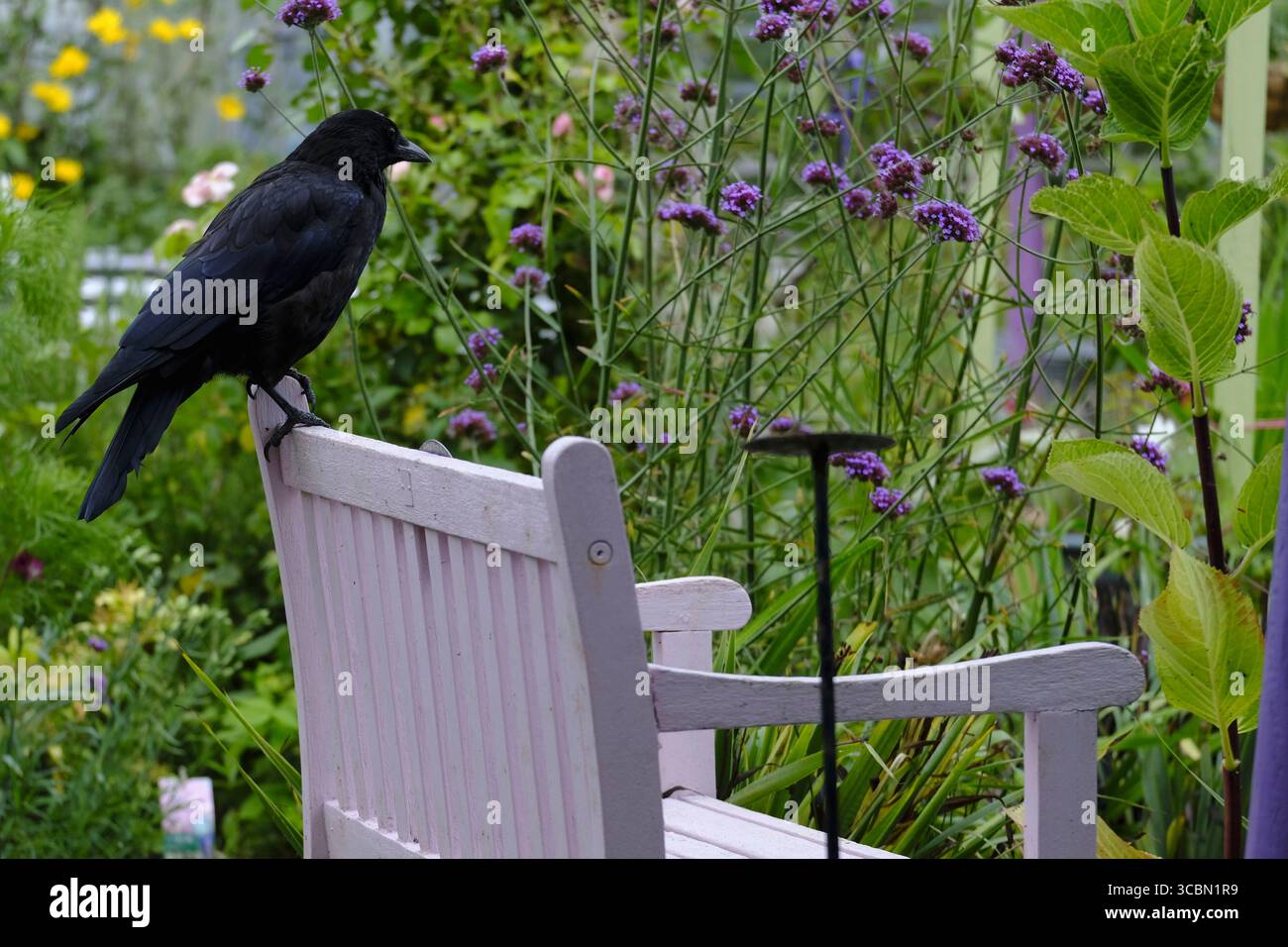 Die Aaskrähe (Corvus Corone) thront auf einer bemalten Holzbank in einem bunten Kleingartengarten, umgeben von Sommerblumen, darunter violette Eisenkraut Stockfoto